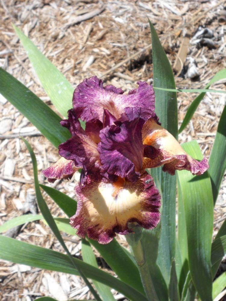 Photo of Tall Bearded Iris (Iris 'Chatter') uploaded by MaryinLa