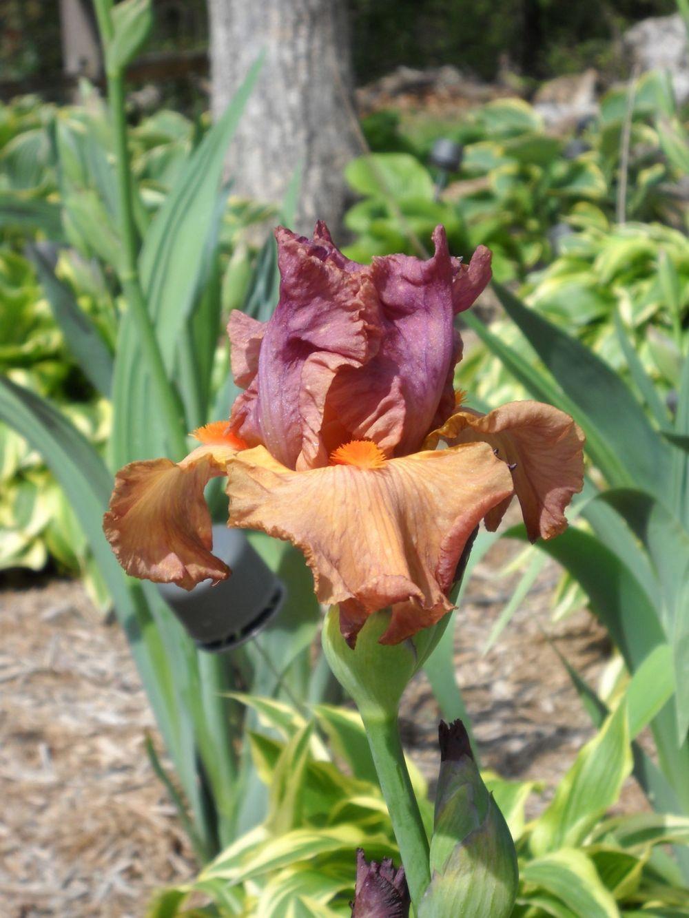 Photo of Tall Bearded Iris (Iris 'Earthborn') uploaded by MaryinLa