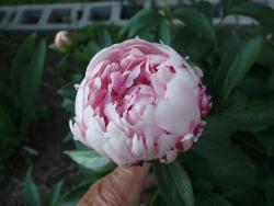Thumb of 2012-05-04/Oldgardenrose/dc921f