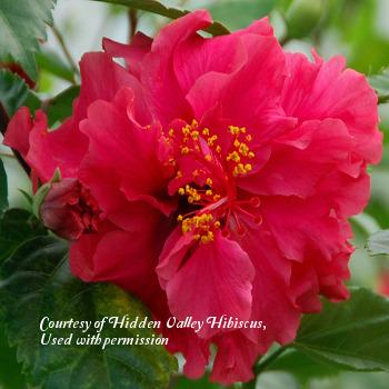 Photo of Tropical Hibiscus (Hibiscus rosa-sinensis 'Pride of Hankins') uploaded by SongofJoy