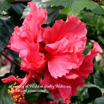 Photo of Tropical Hibiscus (Hibiscus rosa-sinensis 'Pride of Hankins') uploaded by SongofJoy