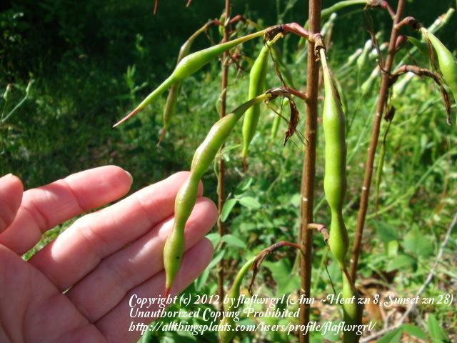 Photo of Cherokee Bean (Erythrina herbacea) uploaded by flaflwrgrl