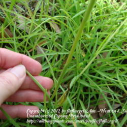Location: zone 8 Lake City, Fl.
Date: 2012-05-03
Young leaf still curled into tubular form