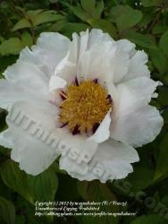 Thumb of 2012-05-04/magnolialover/6fec45