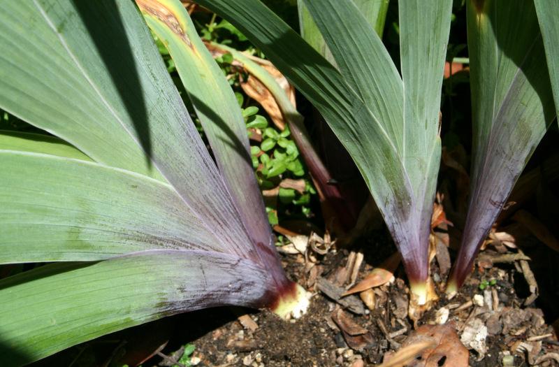 Photo of Intermediate Bearded Iris (Iris 'Loreley') uploaded by Calif_Sue