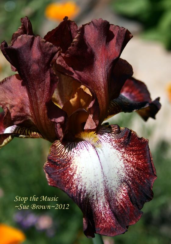 Photo of Tall Bearded Iris (Iris 'Stop the Music') uploaded by Calif_Sue