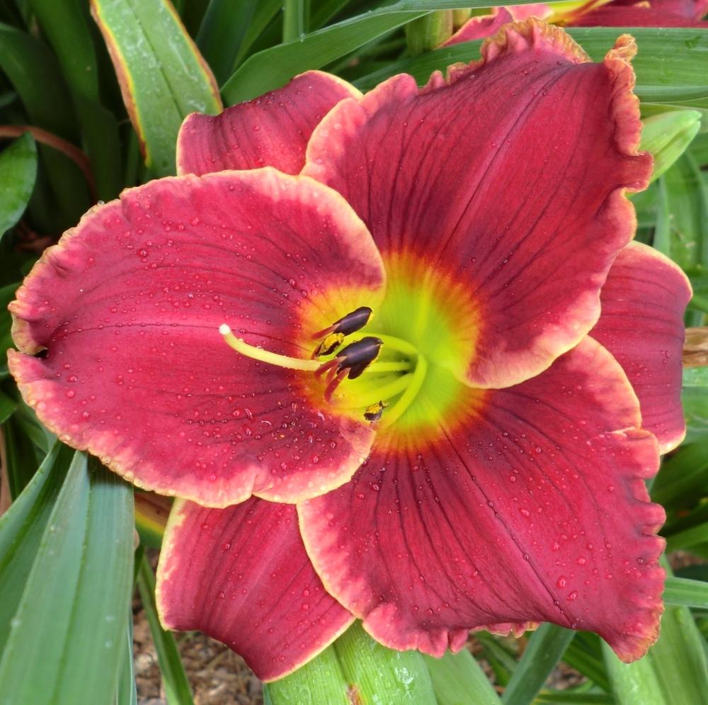 Photo of Daylily (Hemerocallis 'Roses in Snow') uploaded by Ditchlily