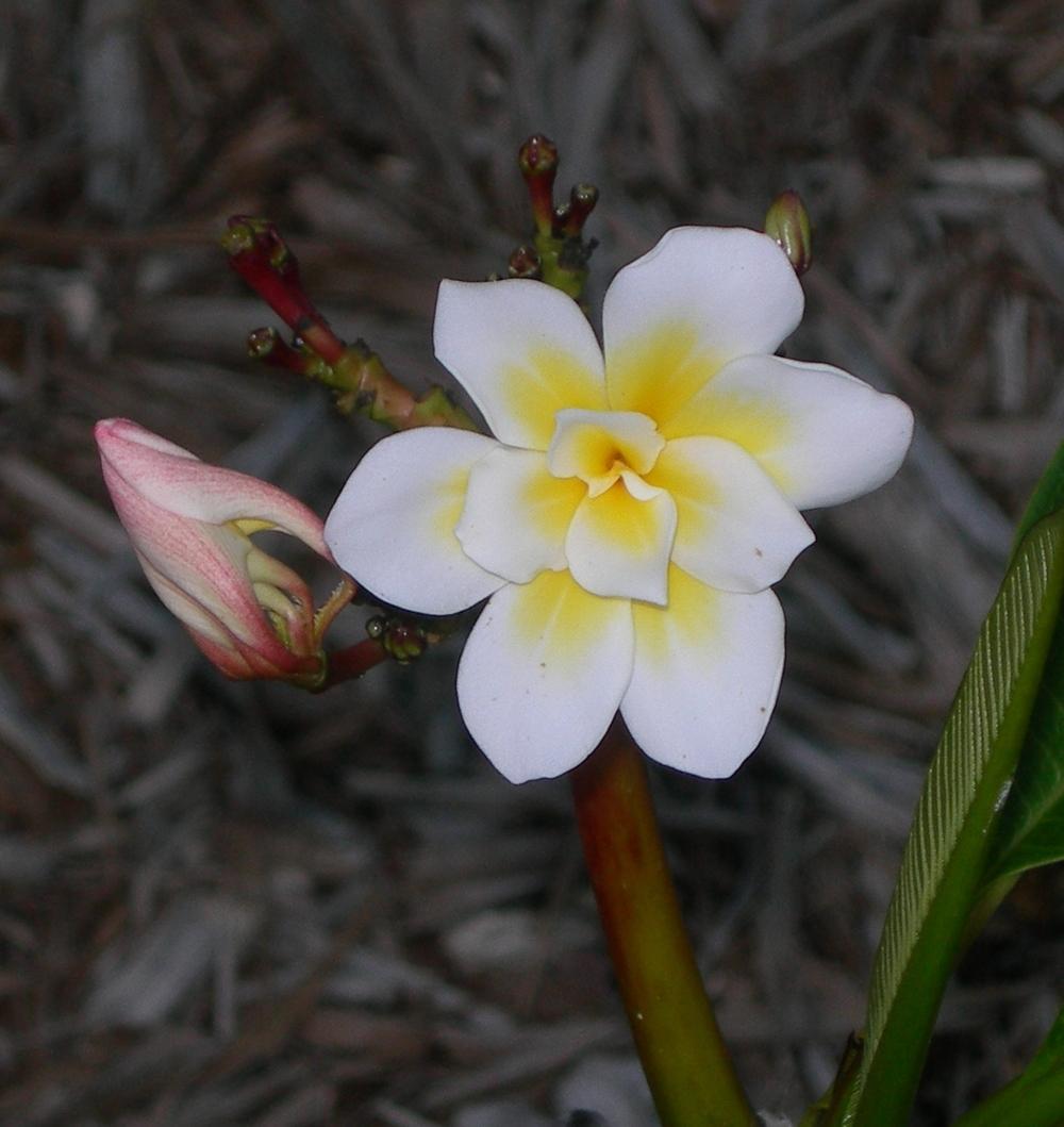 Photo of Plumeria (Plumeria rubra 'Bali Whirl') uploaded by Dutchlady1
