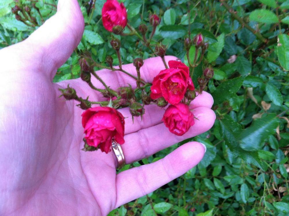 Photo of Rose (Rosa 'Happy, Cl.') uploaded by MaryinLa
