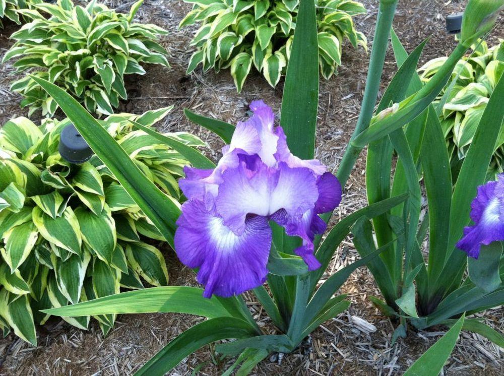 Photo of Tall Bearded Iris (Iris 'Diamond Lake') uploaded by MaryinLa