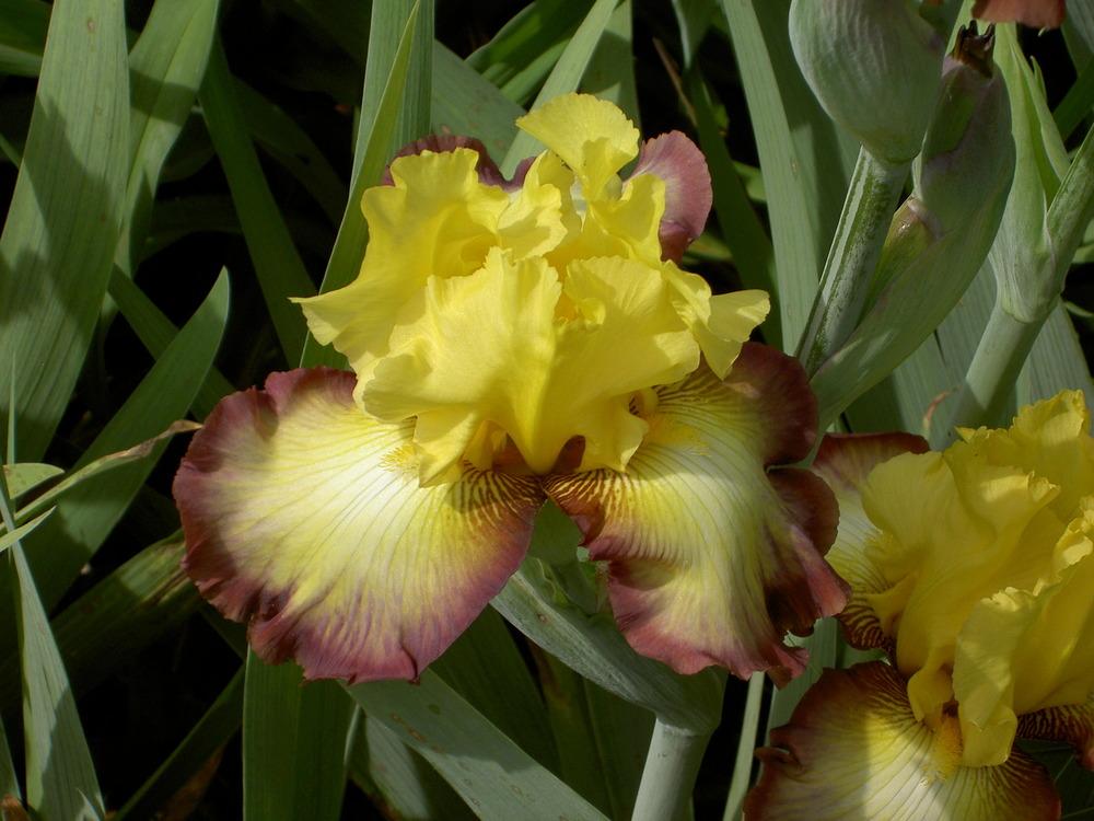 Photo of Tall Bearded Iris (Iris 'Clothed in Glory') uploaded by Muddymitts