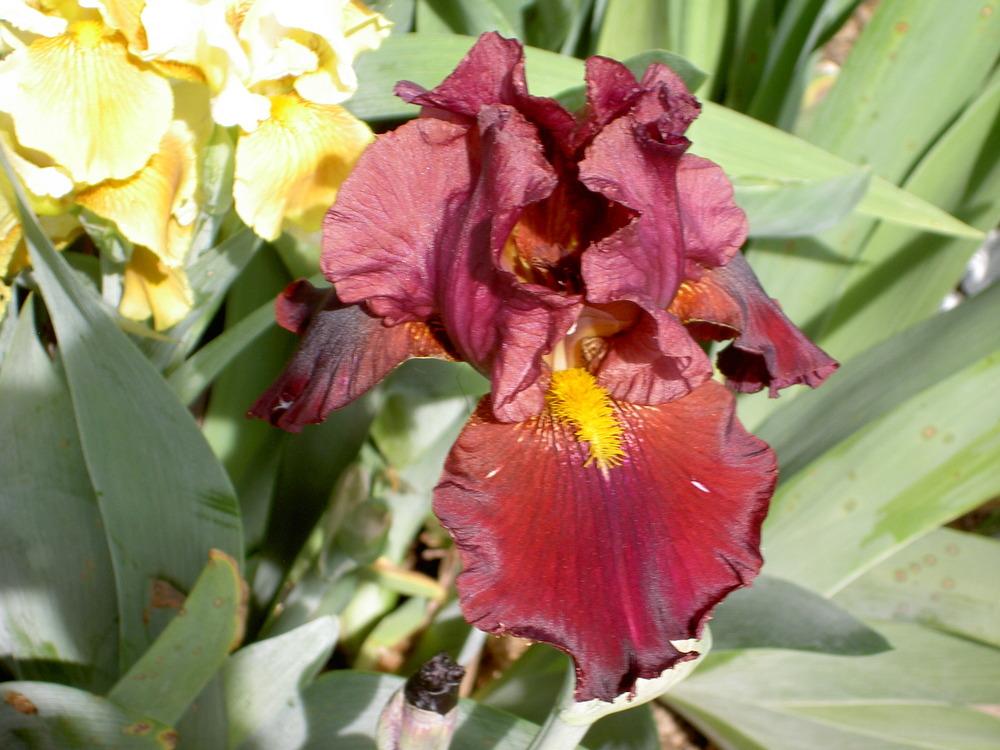 Photo of Tall Bearded Iris (Iris 'Marauder') uploaded by Muddymitts