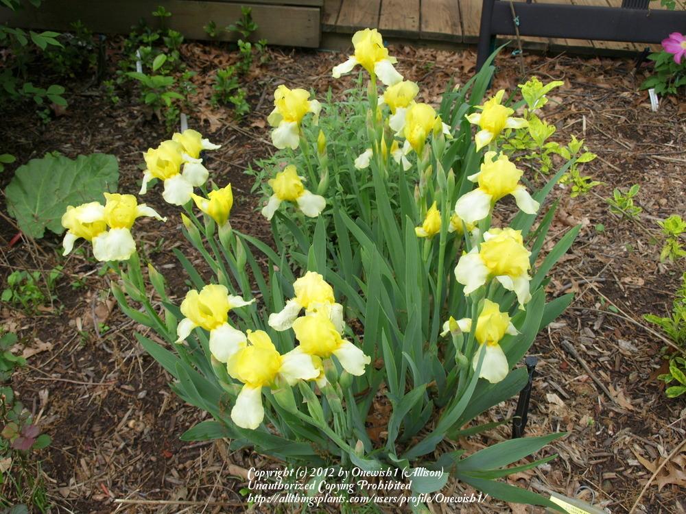 Photo of Standard Dwarf Bearded Iris (Iris 'Baby Blessed') uploaded by Onewish1