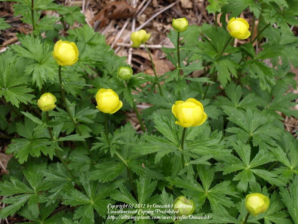Photo of Garden Globeflower (Trollius x cultorum 'Lemon Queen') uploaded by Onewish1