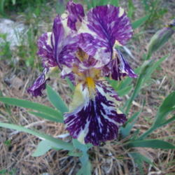 Location: In my garden, Pleasant Grove, Utah
Date: 2012-05-04
Blossoms seem to have more purple this year