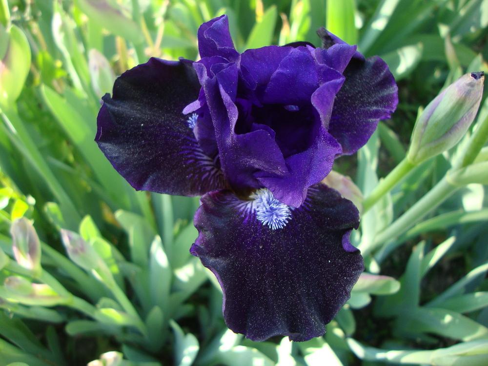 Photo of Intermediate Bearded Iris (Iris 'Star in the Night') uploaded by Paul2032