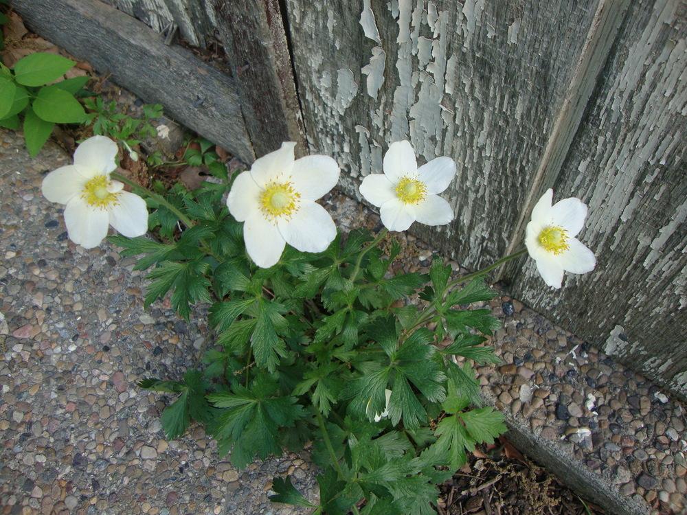 Photo of Snowdrop Anemone (Anemone sylvestris) uploaded by Paul2032