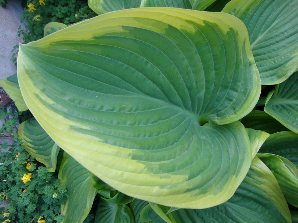 Photo of Hosta 'Victory' uploaded by Paul2032