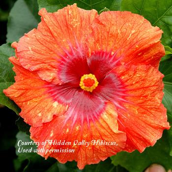 Photo of Tropical Hibiscus (Hibiscus rosa-sinensis 'Quick-Change Artist') uploaded by SongofJoy