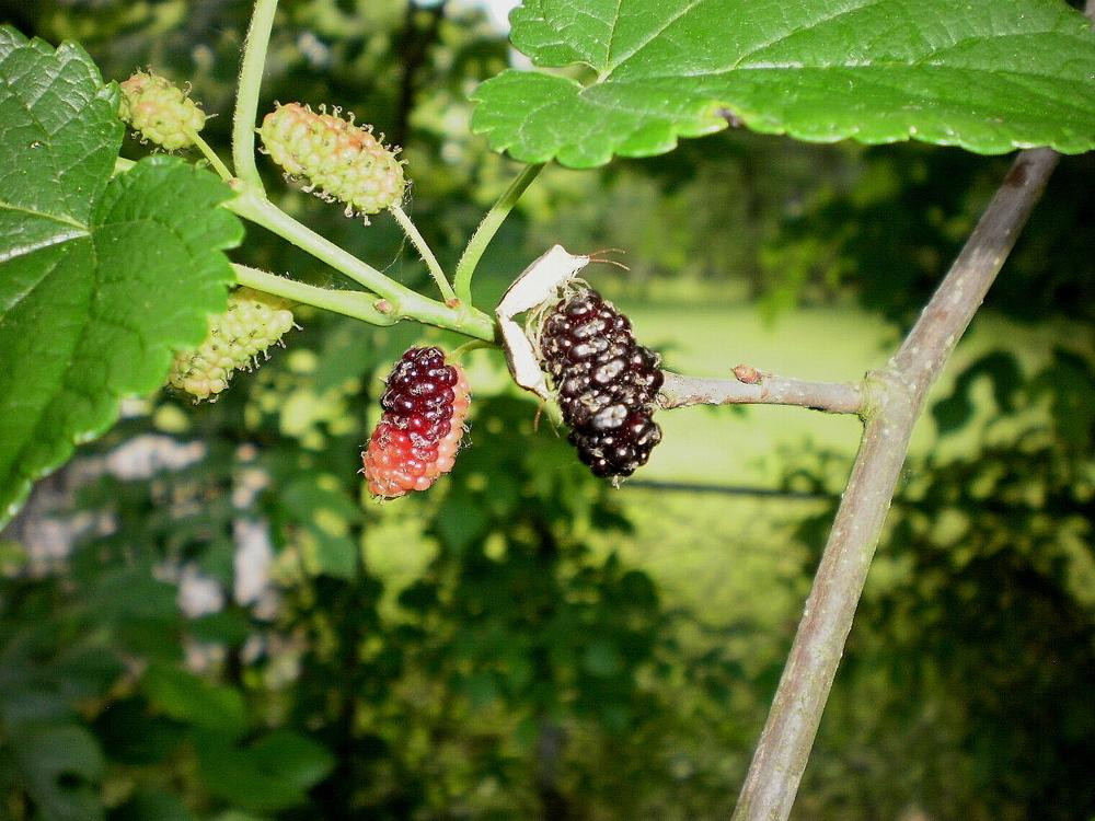 Photo of Red Mulberry (Morus rubra) uploaded by SongofJoy