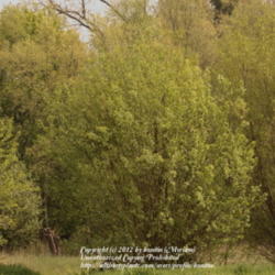 Location: nature reserve, Gent, Belgium
Date: 2012-05-04
With spring foliage..