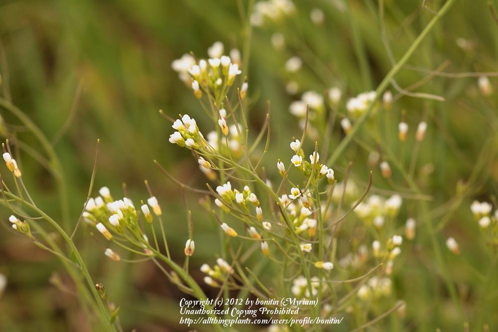 Photo of Mouseear Cress (Arabidopsis thaliana) uploaded by bonitin