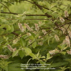 Location: nature reserve, Gent, Belgium
Date: 2012-05-04
Old blooms turning into seed heads