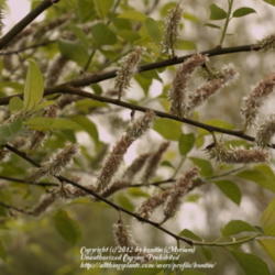Location: nature reserve, Gent, Belgium
Date: 2012-05-04
Old blooms turning into seed heads