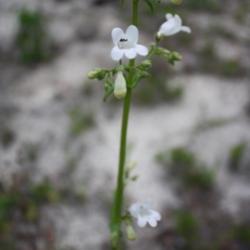 Location: Fountain, Florida
Date: 2012-05-04
shows blooms an buds on stem