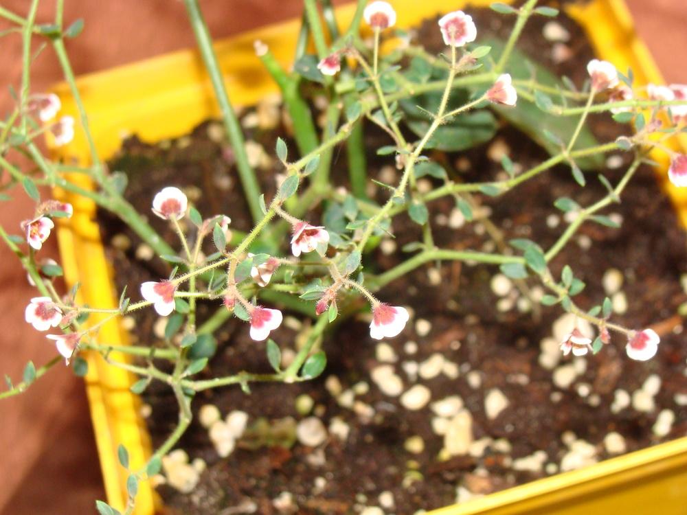 Photo of String of Stars (Euphorbia guiengola) uploaded by mocropot