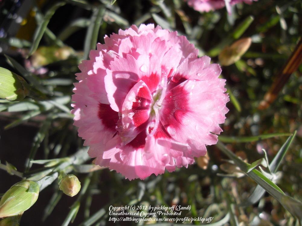 Photo of Pinks (Dianthus Scent First® Raspberry Surprise) uploaded by picklepuff