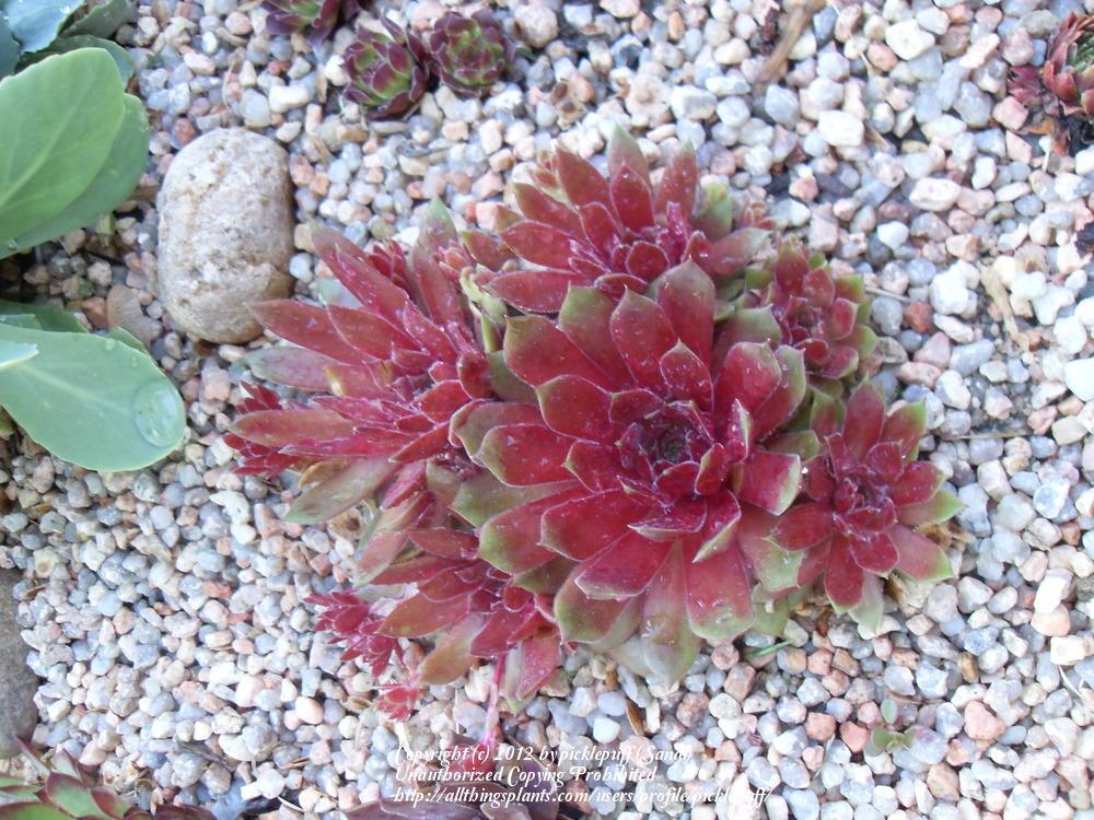 Photo of Hen and Chicks (Sempervivum 'Pacific Blazing Star') uploaded by picklepuff