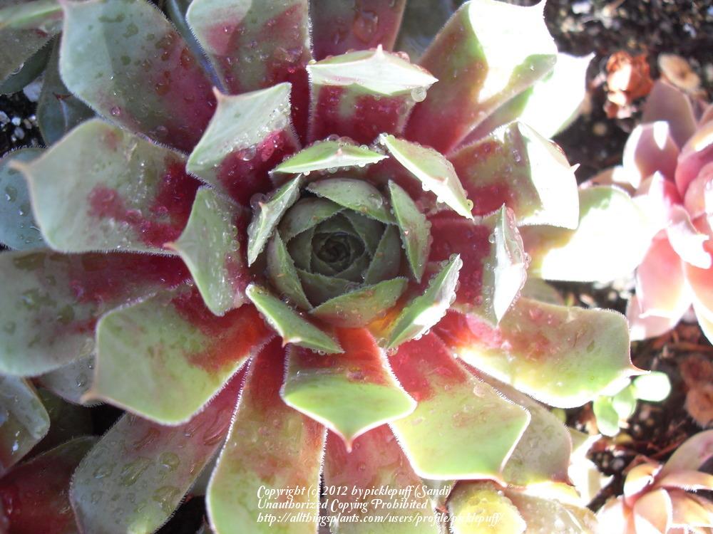 Photo of Hen and Chicks (Sempervivum 'Jungle Fires') uploaded by picklepuff