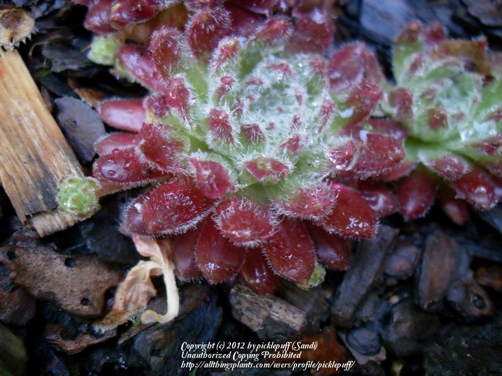 Photo of Hen and Chicks (Sempervivum 'Pacific Zoftic') uploaded by picklepuff