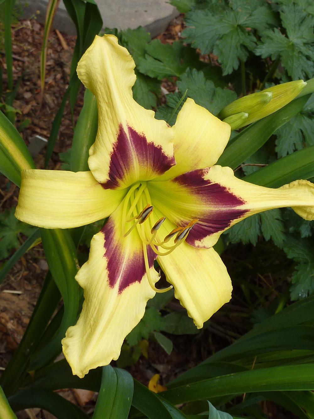 Photo of Daylily (Hemerocallis 'Hold Your Horses') uploaded by sandnsea2