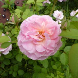 Location: my garden NC zone 7b
Date: 2012-05-05
