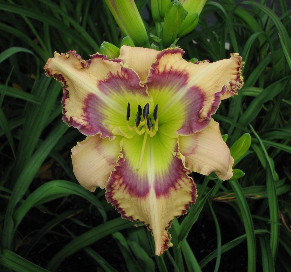 Photo of Daylily (Hemerocallis 'Pinched Perfection') uploaded by tink3472