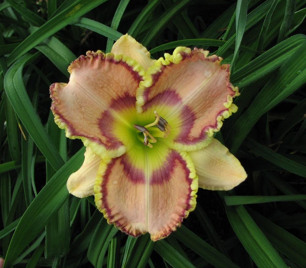 Photo of Daylily (Hemerocallis 'Rainbows in Heaven') uploaded by tink3472