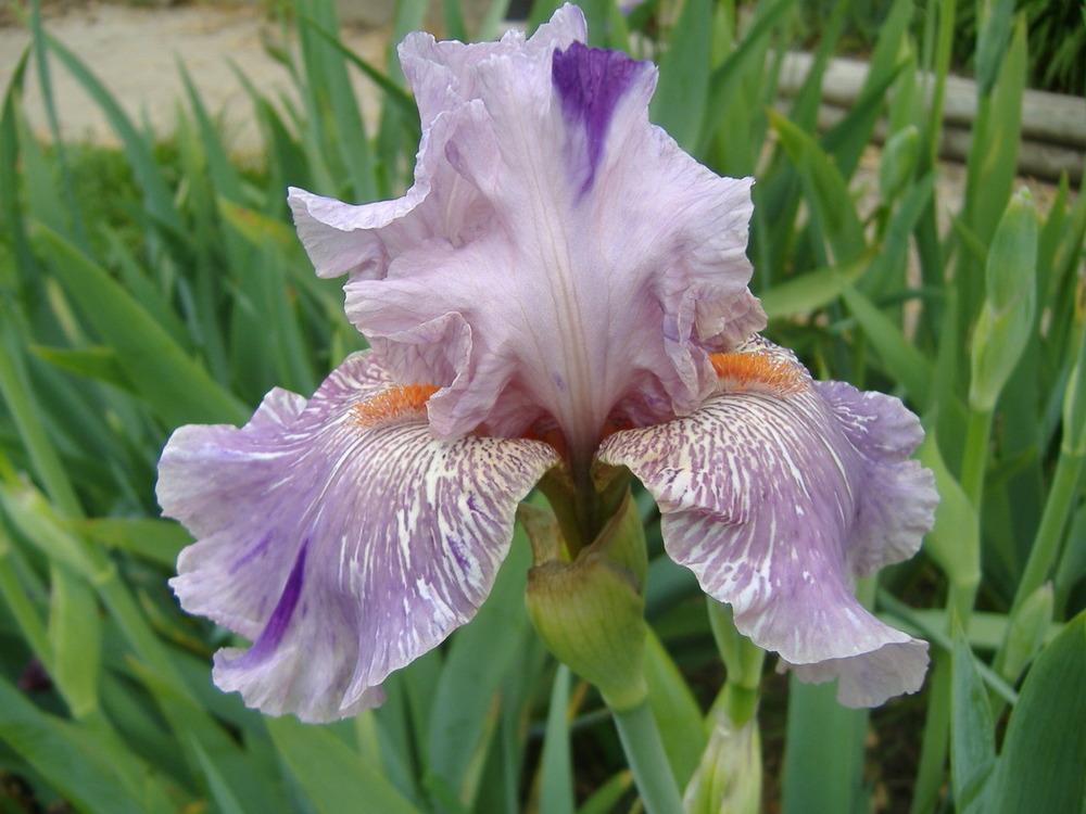 Photo of Tall Bearded Iris (Iris 'Maria Tormena') uploaded by tveguy3