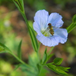 Location: Northeastern, Texas
Date: 2012-05-03
Bloom being visited by a little syrphid fly #Pollination