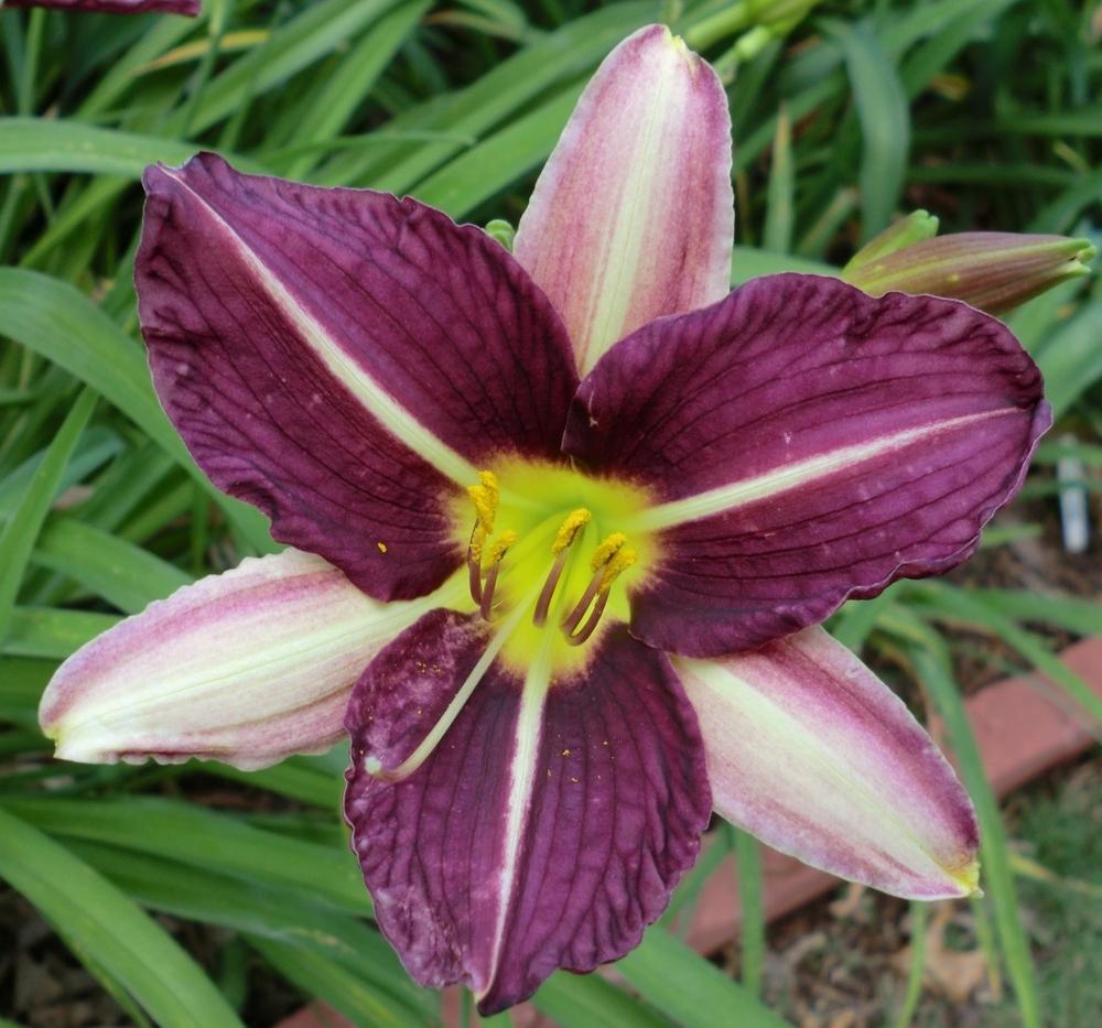 Photo of Daylily (Hemerocallis 'Purple Pinwheel') uploaded by Ditchlily