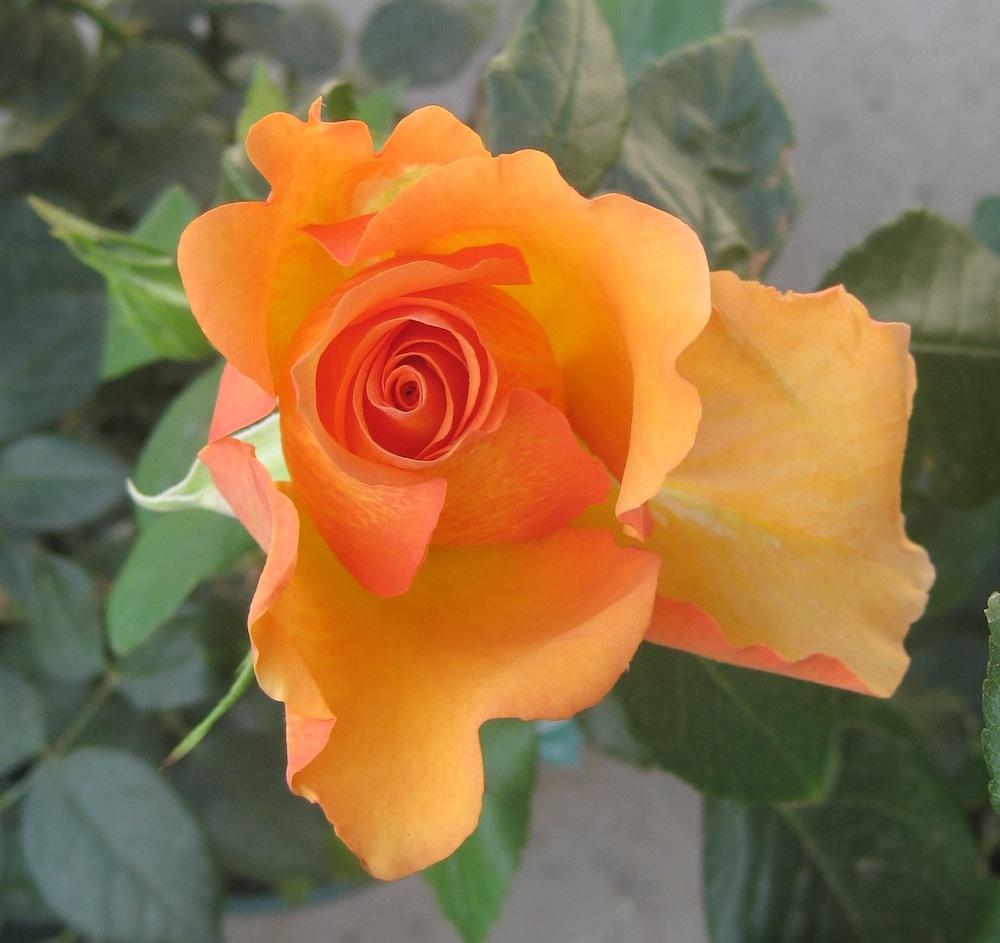 Photo of Rose (Rosa 'Sunstruck') uploaded by Skiekitty