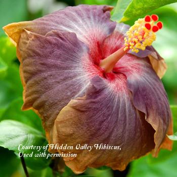 Photo of Tropical Hibiscus (Hibiscus rosa-sinensis 'Sea of Tranquility') uploaded by SongofJoy