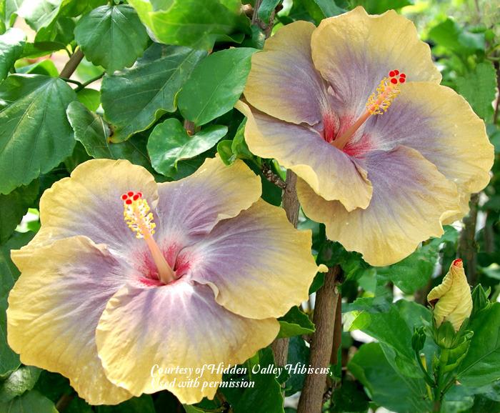 Photo of Tropical Hibiscus (Hibiscus rosa-sinensis 'Sea of Tranquility') uploaded by SongofJoy