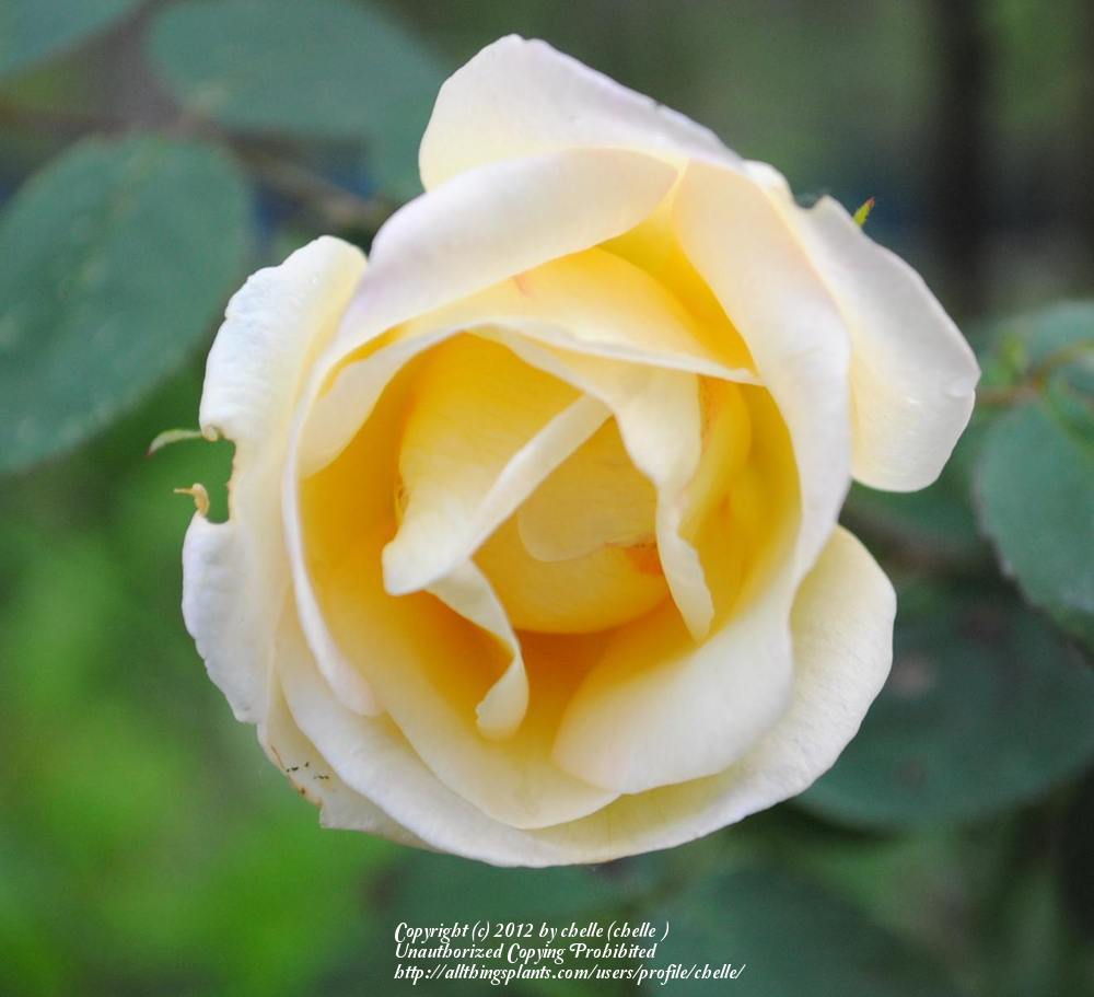 Photo of Rose (Rosa 'Maigold') uploaded by chelle