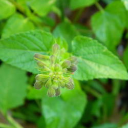 Location: Northeastern, Texas
Date: 2012-05-03
Buds begin appear in spring, April here. and continue thru summer