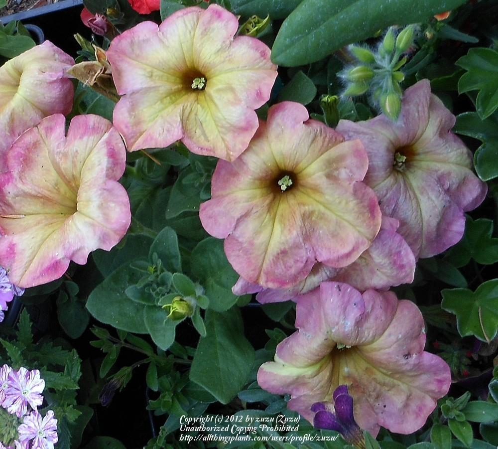 Photo of Floribunda Petunia (Petunia Debonair™ Dusty Rose) uploaded by zuzu