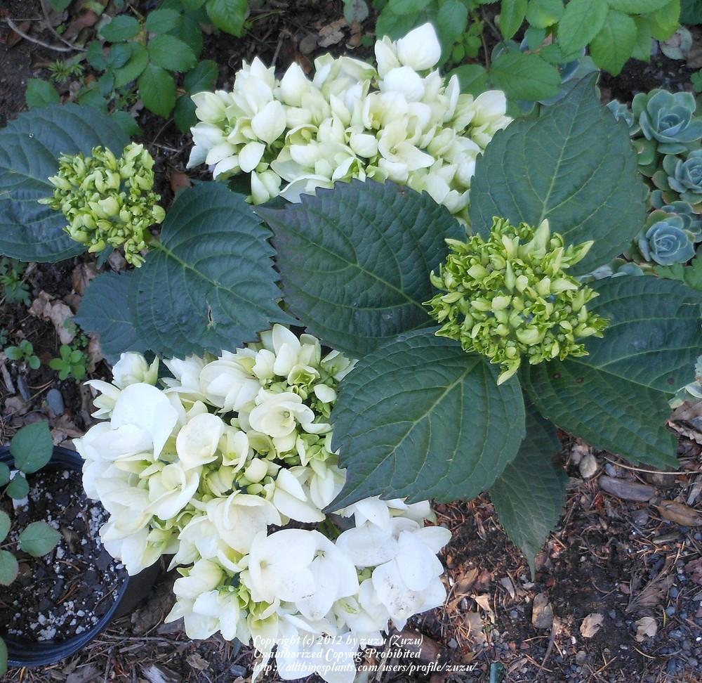 Photo of Bigleaf Hydrangea (Hydrangea macrophylla 'Soeur Therese') uploaded by zuzu