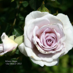Location: San Jose Heritage Rose Garden
Date: 2012-05-07