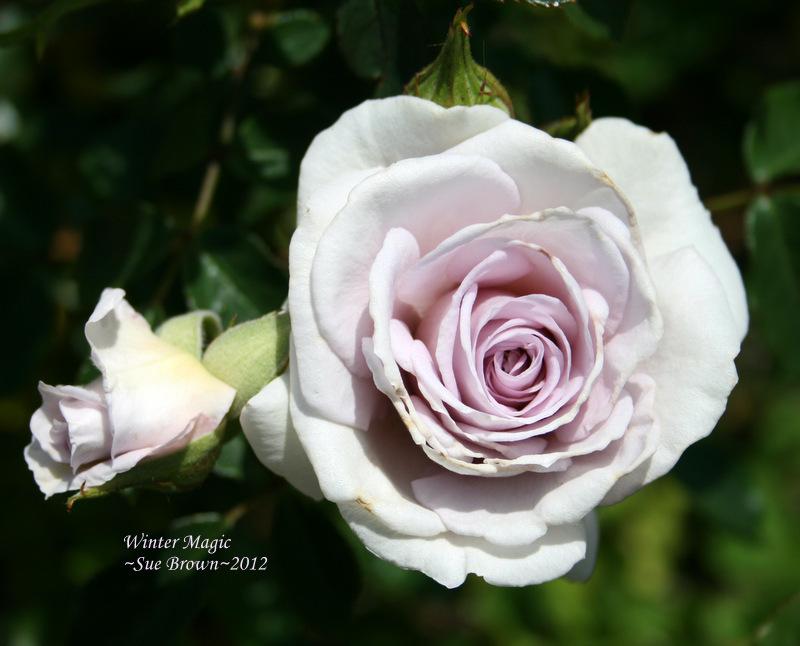 Photo of Rose (Rosa 'Winter Magic') uploaded by Calif_Sue